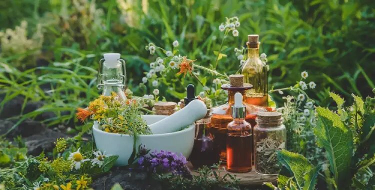 آشنای با گیاهان دارویی